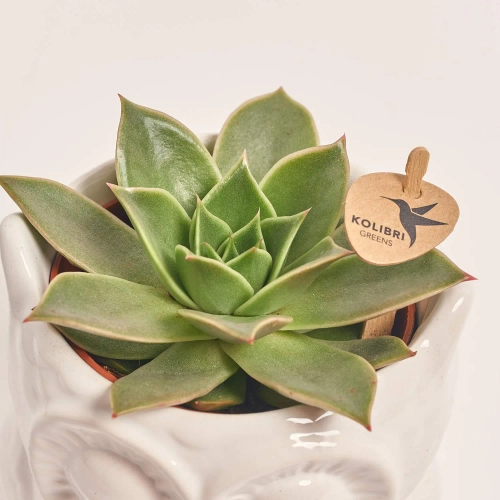 Зображення товару Сукулент мікс "Сова", артикул: 46244