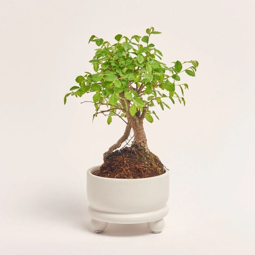 Бонсай в кер., артикул: 56679 Зображення товару Бонсай в кер., артикул: 56679