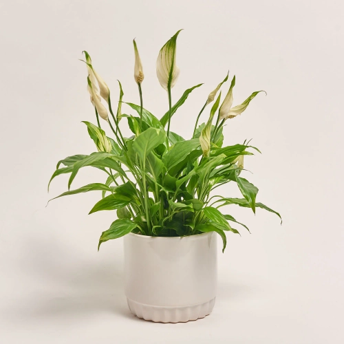 Спатифіллум Шопен в кер., артикул: 52478 Зображення товару Спатифіллум Шопен в кер., артикул: 52478