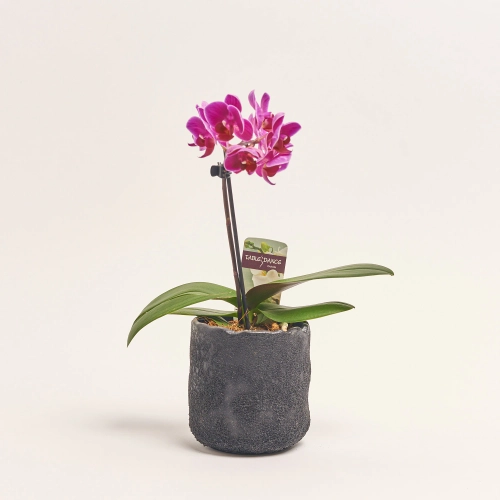 Зображення товару Фаленопсис Мф 1ст. мікс в кер., артикул: 24738