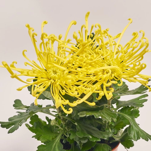 Хризантема Файерворкс жовта, артикул: 20745 Зображення товару Хризантема Файерворкс жовта, артикул: 20745