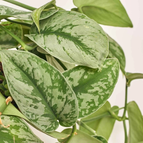 Зображення товару Сциндапсус Піктус Требі, артикул: 52504