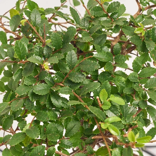 Бонсай мікс, артикул: 17945 Зображення товару Бонсай мікс, артикул: 17945