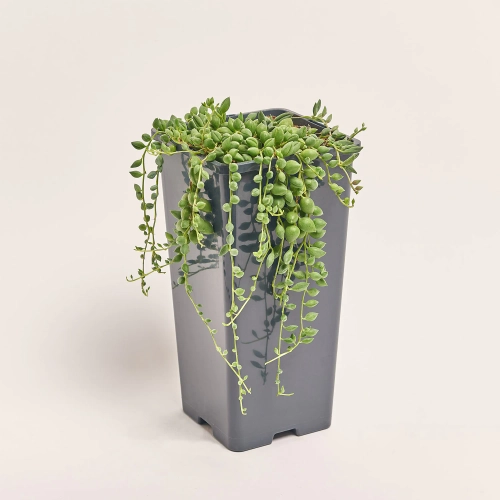 Сенеціо Геррейна, артикул: 52418 Зображення товару Сенеціо Геррейна, артикул: 52418