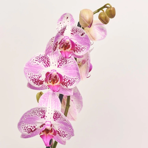 Зображення товару Фаленопсис "Севілья" 2ст., артикул: 56997