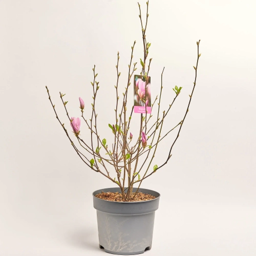 Зображення товару Магнолія Генрі, артикул: 56851