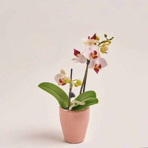 Зображення товару Фаленопсис міні в кер. 2ст., артикул: 18851