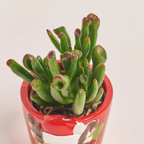 Зображення товару Сукулент мікс "Оленята" в кер., артикул: 53958