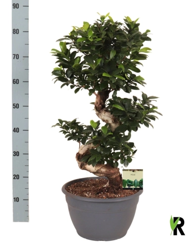 Зображення товару Фікус мікрокарпа Гінсенг, артикул: 56889