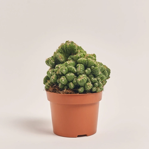 Зображення товару Кактус Бол мікс, артикул: 53324