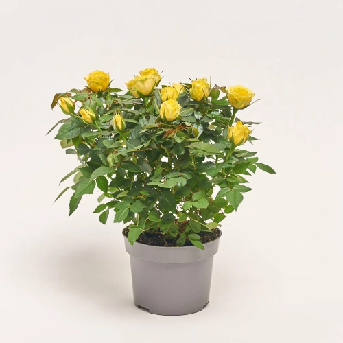 Зображення товару Троянда Кордана Лімба, артикул: 57223