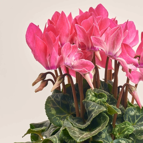 Цикламен Супер Каріно, артикул: 52986 Зображення товару Цикламен Супер Каріно, артикул: 52986