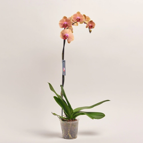 Зображення товару Фаленопсис 1ст. мікс, артикул: 18850