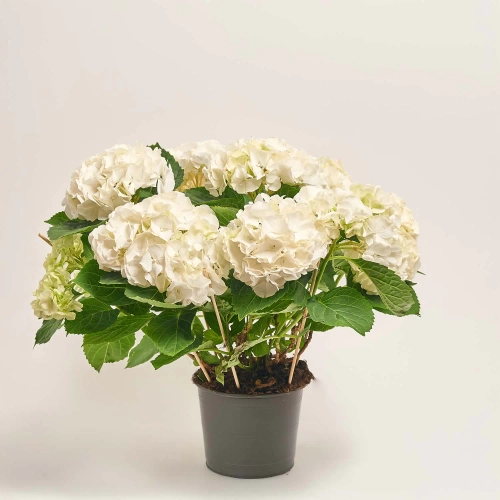 Гортензія біла 7ст., артикул: 26778 Зображення товару Гортензія біла 7ст., артикул: 26778