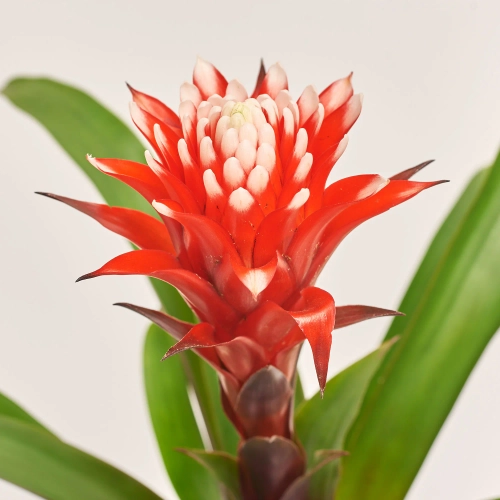 Зображення товару Гузманія Хоуп, артикул: 36743