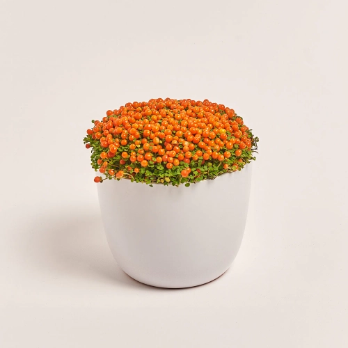 Нертера Астрід, артикул: 52006 Зображення товару Нертера Астрід, артикул: 52006