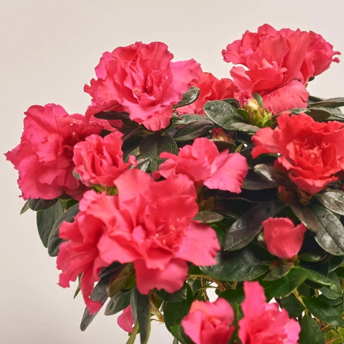 Азалія мікс, артикул: 30007 Зображення товару Азалія мікс, артикул: 30007