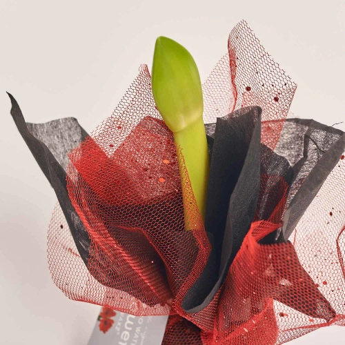 Зображення товару Амариліс мікс у воску, артикул: 54508