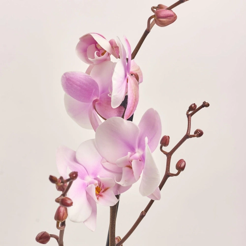 Зображення товару Фаленопсис 1ст. мікс, артикул: 18850