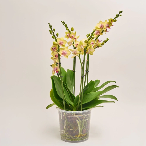 Зображення товару Фаленопсис "Дуетто Спанкі" 4ст., артикул: 52759