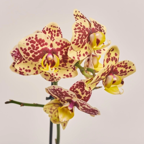 Зображення товару Фаленопсис мультифлора 1/2ст. мікс, артикул: 53124