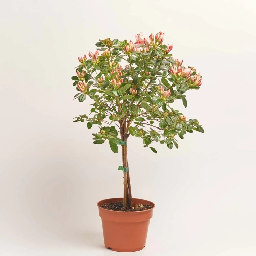 Зображення товару Азалія Сачсенстер штамб., артикул: 57003