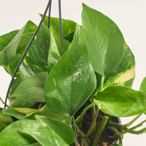 Зображення товару Епіпремнум Хенг, артикул: 56754