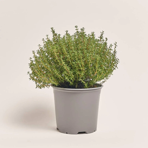 Зображення товару Мікс пряних трав, артикул: 4548