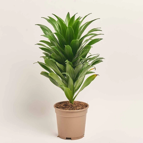 Зображення товару Драцена Фраг Компакта 1ст., артикул: 2388