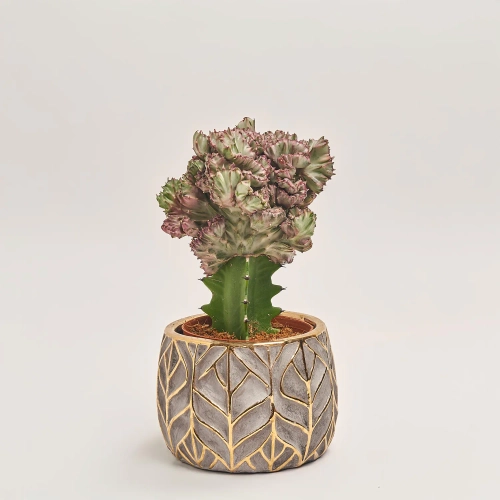 Еуфорбія Лактея Крістата в кер., артикул: 37586 Зображення товару Еуфорбія Лактея Крістата в кер., артикул: 37586