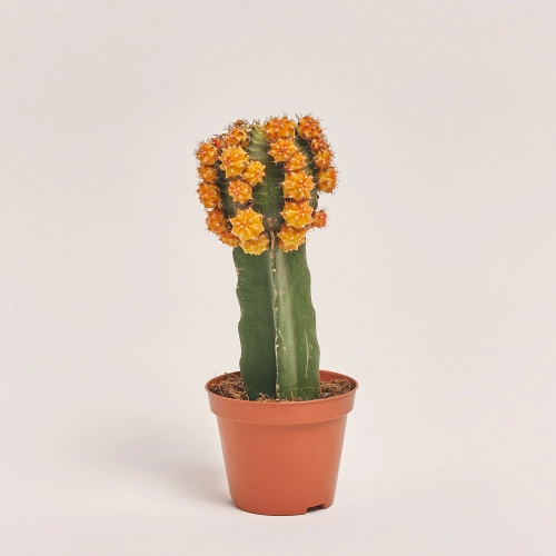 Зображення товару Гімнокаліциум мікс, артикул: 1470