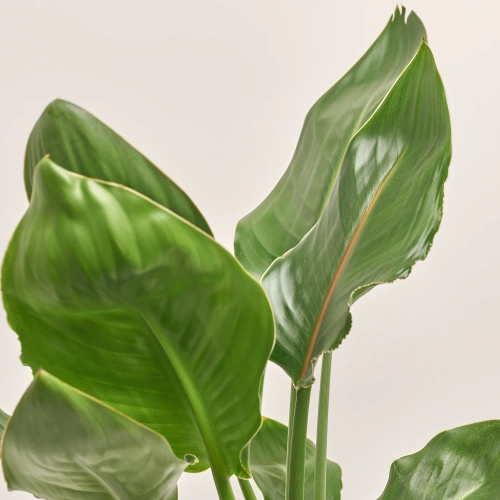 Стреліція Регіна d19 (65-70), артикул: 54937 Зображення товару Стреліція Регіна d19 (65-70), артикул: 54937