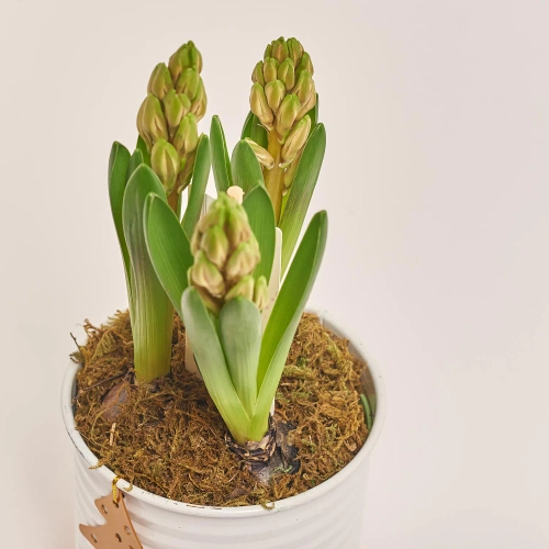 Зображення товару Гіацинт мікс у цинк. горщ., артикул: 54572