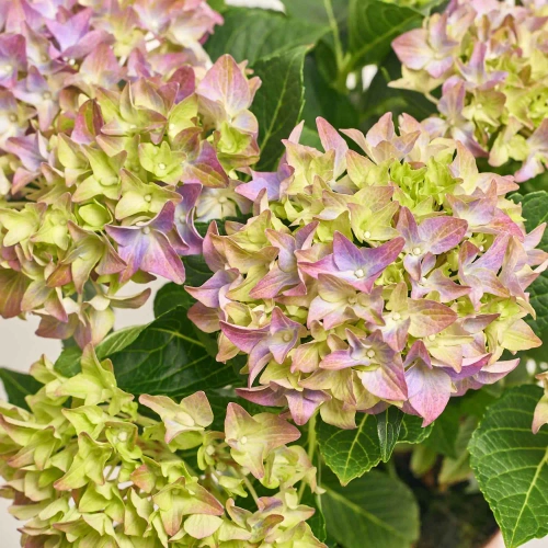 Гортензія фіолетова 7ст., артикул: 36936 Зображення товару Гортензія фіолетова 7ст., артикул: 36936