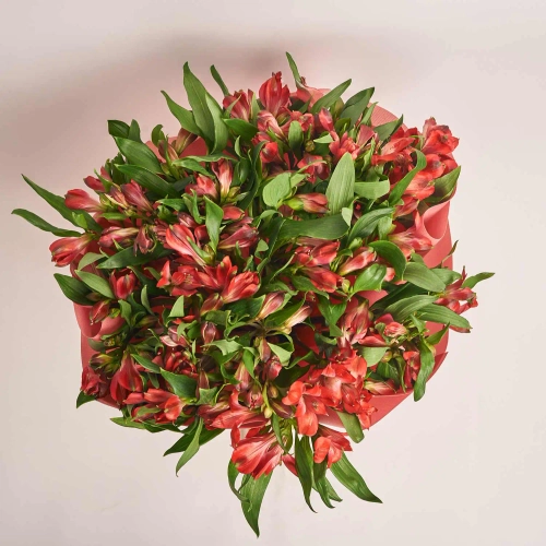 Букет 25 Червоних Альстромерій F632, артикул: 44694 Зображення товару Букет 25 Червоних Альстромерій F632, артикул: 44694