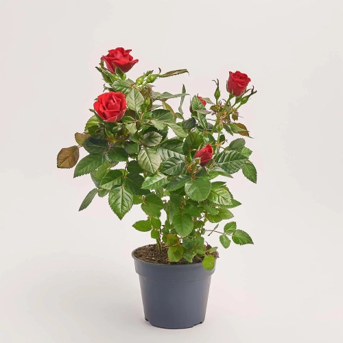 Троянда мікс, артикул: 1295 Зображення товару Троянда мікс, артикул: 1295