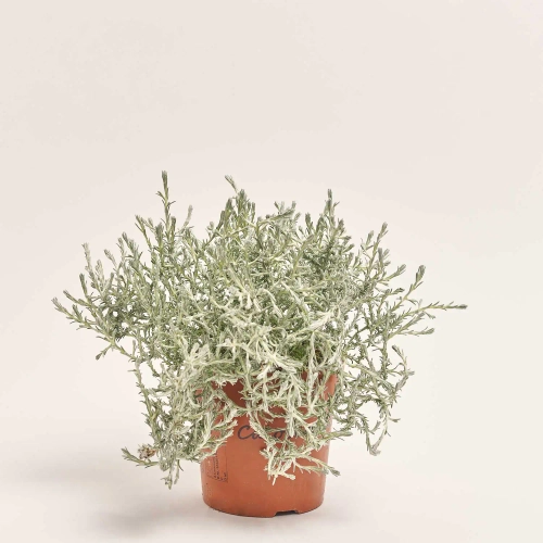 Зображення товару Леукофіта Брауні, артикул: 57147