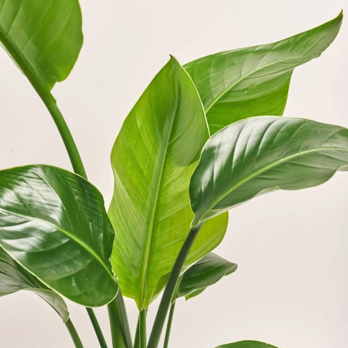 Зображення товару Стреліція Ніколай, артикул: 56727