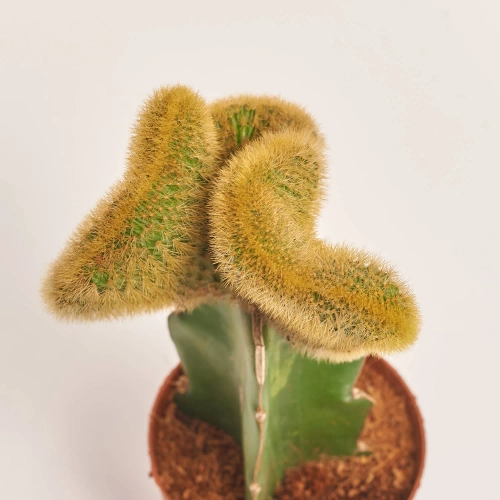 Зображення товару Гімнокаліциум мікс, артикул: 1470