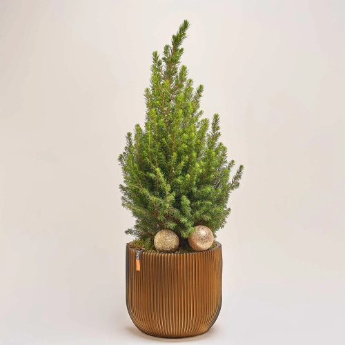 Ялина Магніфік в дерев. кашпо, артикул: 53978 Зображення товару Ялина Магніфік в дерев. кашпо, артикул: 53978