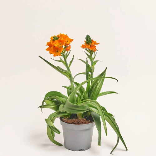 Зображення товару Орнітогалум, артикул: 56996