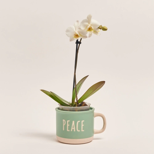 Фаленопсис міні 1ст. в кер., артикул: 50231 Зображення товару Фаленопсис міні 1ст. в кер., артикул: 50231