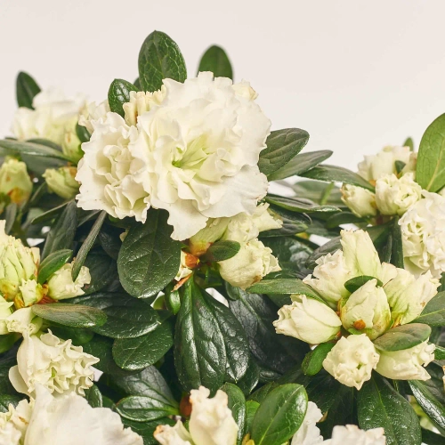 Зображення товару Азалія Мадонна, артикул: 56899