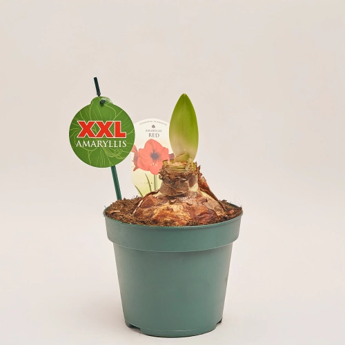Амариліс мікс, артикул: 54117 Зображення товару Амариліс мікс, артикул: 54117