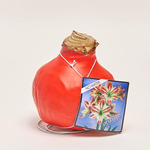 Амариліс мікс у воску, артикул: 31789 Зображення товару Амариліс мікс у воску, артикул: 31789