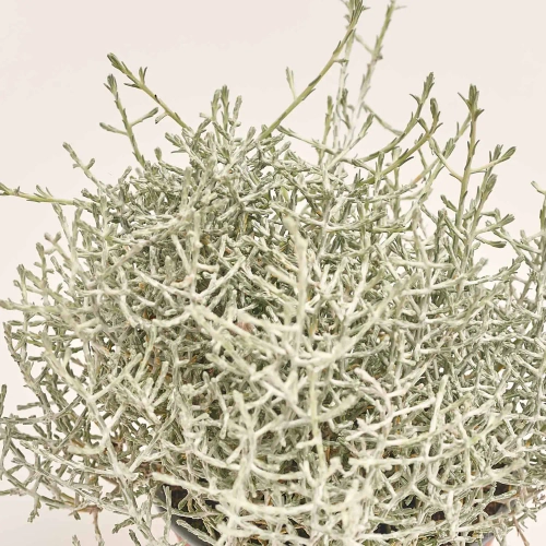 Леукофіта Брауні, артикул: 33152 Зображення товару Леукофіта Брауні, артикул: 33152