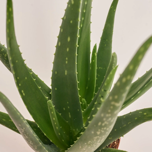 Зображення товару Алоє Вера, артикул: 54398