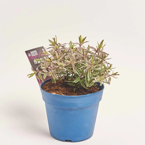 Хебе мікс, артикул: 56991 Зображення товару Хебе мікс, артикул: 56991