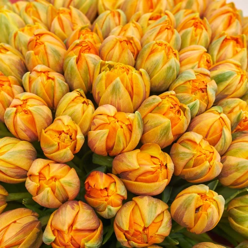 Зображення товару Букет 151 помаранчевий піоновидний Тюльпан F1005, артикул: 54168