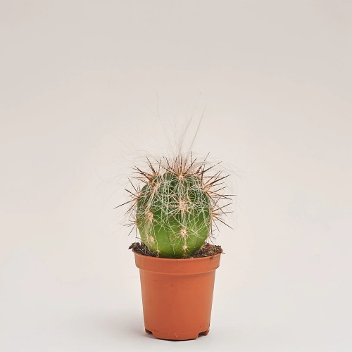 Зображення товару Кактус з квітами, артикул: 53320